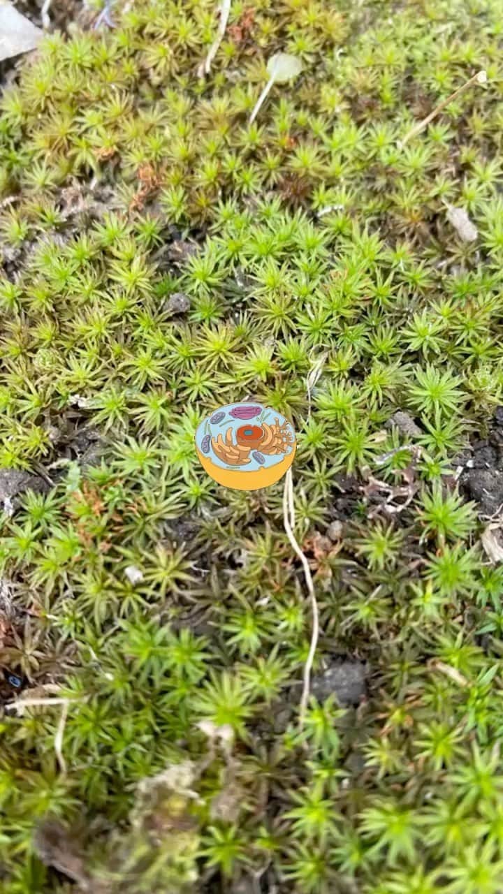 ヒデトレのインスタグラム：「💚🦠🌱🧩🔋♻️🟢🐲」