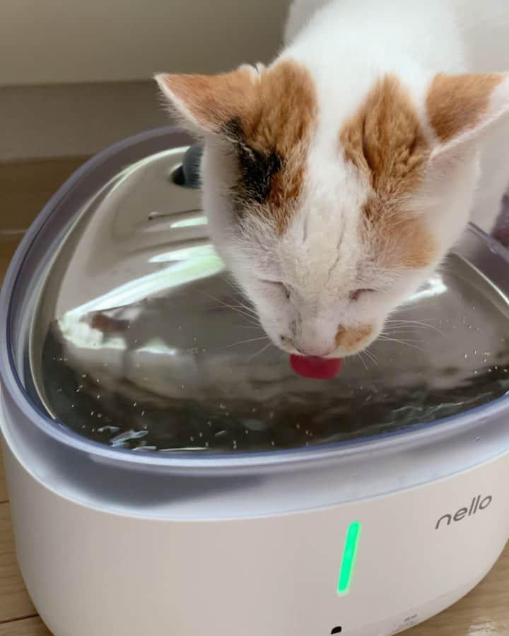 マルのインスタグラム：「⛲️朝もゴクゴク飲むみん 水分補給は大事だもん₍^·͈༝·͈^ฅ   もともとお水はちゃんと 飲んでくれるマルミンですが nello給水器をとても気に入ってるし とにかく洗うのが楽で清潔を保てるので makuakeプロジェクトに参加し 今のうちにと、お得に フィルターを先行予約をしましたよ😄 お声かけいただいてよかったです。 じゃなかったら 給水器使うことなかったかも… ありがとう✨　　@nello_Japan   #nello#nello給水器#makuakeプロジェクト#猫動画 #スカートをはいた猫#猫との暮らし#おうち時間#三毛猫#猫#cat#ねこ部#ペコねこ部#にゃんすたぐらむ #sweetcatclub#gato」