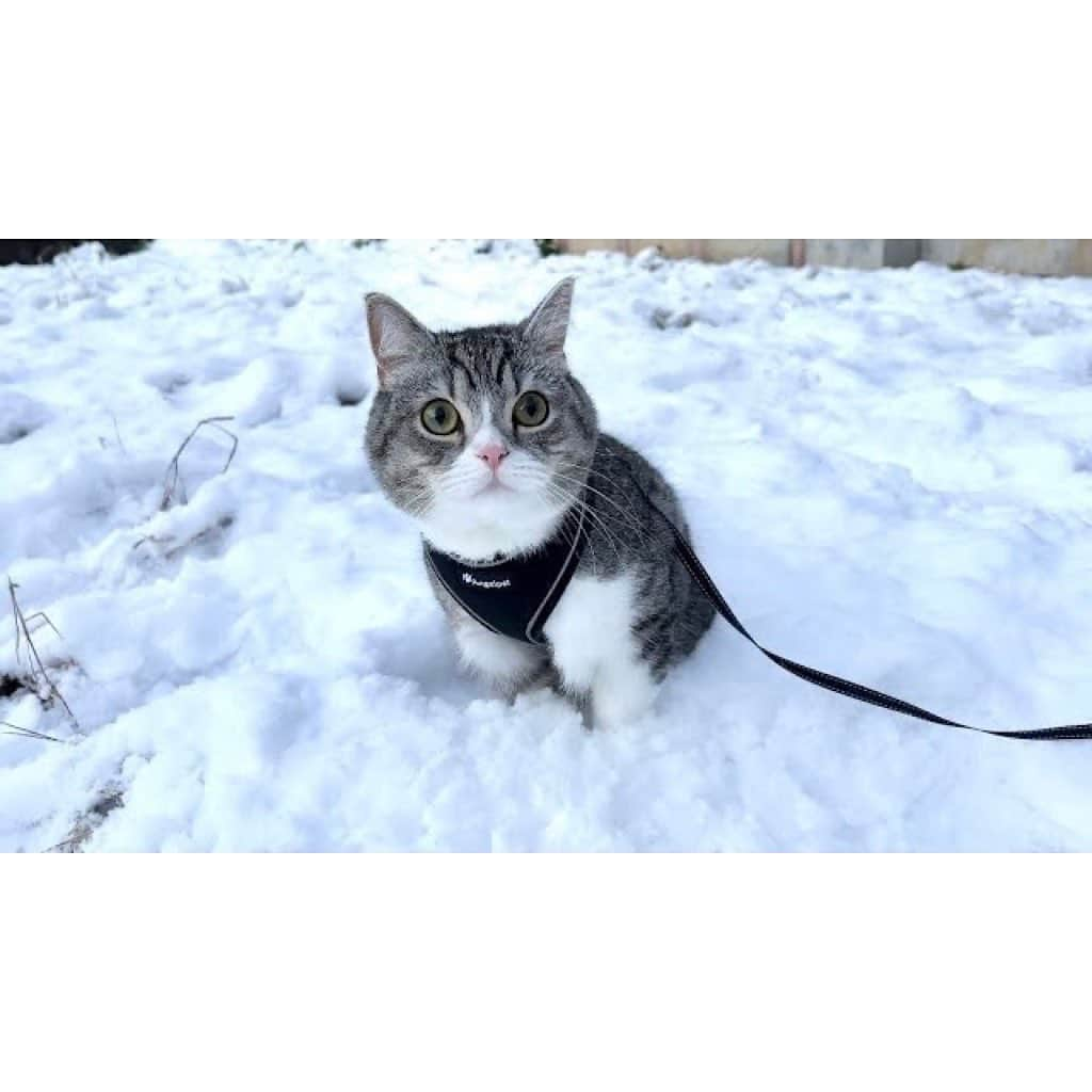 もちまるさんのインスタグラム写真 - (もちまるInstagram)「生まれて初めて雪の上を散歩した猫」1月26日 18時01分 - catmotimaru