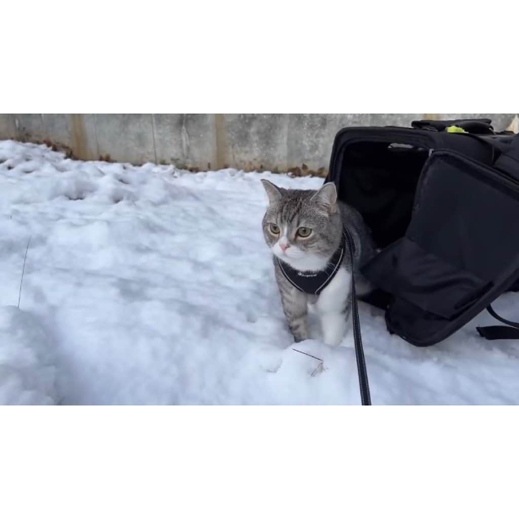 もちまるさんのインスタグラム写真 - (もちまるInstagram)「生まれて初めて雪の上を散歩した猫」1月26日 18時01分 - catmotimaru