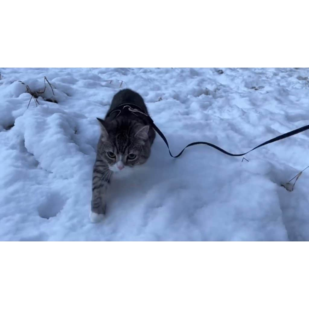 もちまるさんのインスタグラム写真 - (もちまるInstagram)「生まれて初めて雪の上を散歩した猫」1月26日 18時01分 - catmotimaru