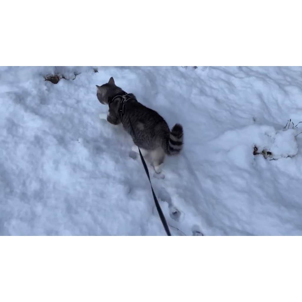 もちまるさんのインスタグラム写真 - (もちまるInstagram)「生まれて初めて雪の上を散歩した猫」1月26日 18時01分 - catmotimaru