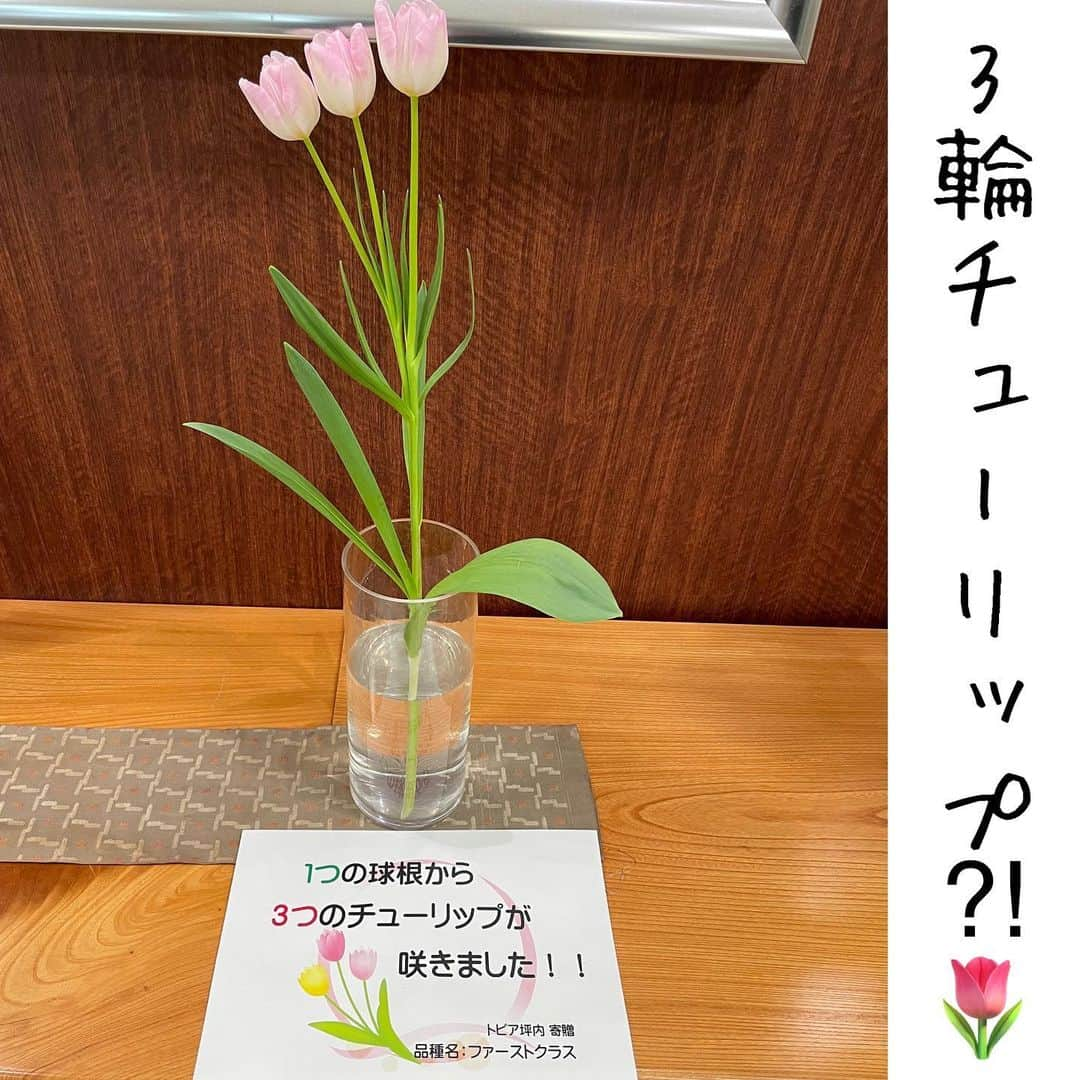 堀池真緒のインスタグラム：「今年初のブログを更新しました🤣 昨日のBreakfast Showでお伝えした話題のチューリップ🌷 見事な3輪です🥰  #砺波 #砺波市 #チューリップ #🌷 #富山 #富山県 #toyama #富山といえばチューリップ」