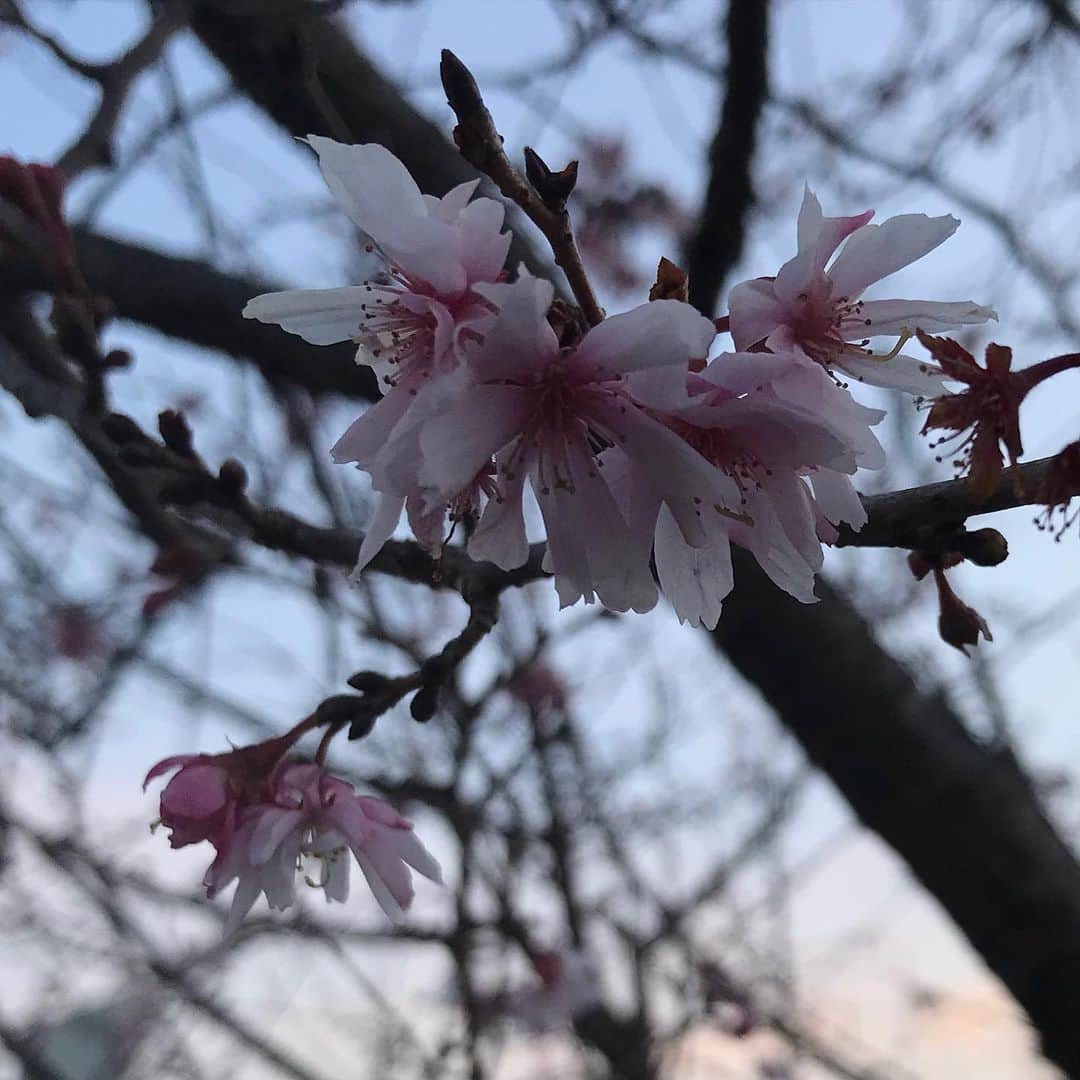 岡村孝子さんのインスタグラム写真 - (岡村孝子Instagram)「4年ぶりの「T’s GARDEN」で　ふたたび皆さんと過ごせる喜びでいっぱいです。  歩かなくちゃ、ね😃  day911」1月26日 21時13分 - okamuratakako_official