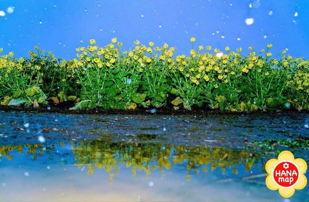 はなまっぷ❁日本の花風景さんのインスタグラム写真 - (はなまっぷ❁日本の花風景Instagram)「🌸はなまっぷ🌸 * @tks_h_7 さんの 花のある風景に花まるを💮 * 雪降る菜の花畑の幻想的なリフレクションをありがとうございます😊🌸 * 滋賀　#守山第一なぎさ公園 Daiichi Nagisa Park,  Shiga Pref. * 🌼菜の花の花言葉📝🌼 小さな幸せ、元気いっぱい * ※見頃が過ぎている花、終わっている花もご紹介させていただいています。 * 🌸•••🌸•••🌸•••🌸•••🌸•••🌸 * いつも素敵なお花をありがとうございます😊 #はなまっぷ #日本の美しい花風景#花のある風景#花#花言葉#花#滋賀#菜の花#ナノハナ#リフレクション#雪#雪景色#第一なぎさ公園 * 🌸••••••お知らせ••••••🌸 * 花風景検索サイト　はなまっぷ https://hanamap.com 🔍「はなまっぷ」または @hanamap プロフィール欄から ぜひご覧ください」1月26日 22時53分 - hanamap