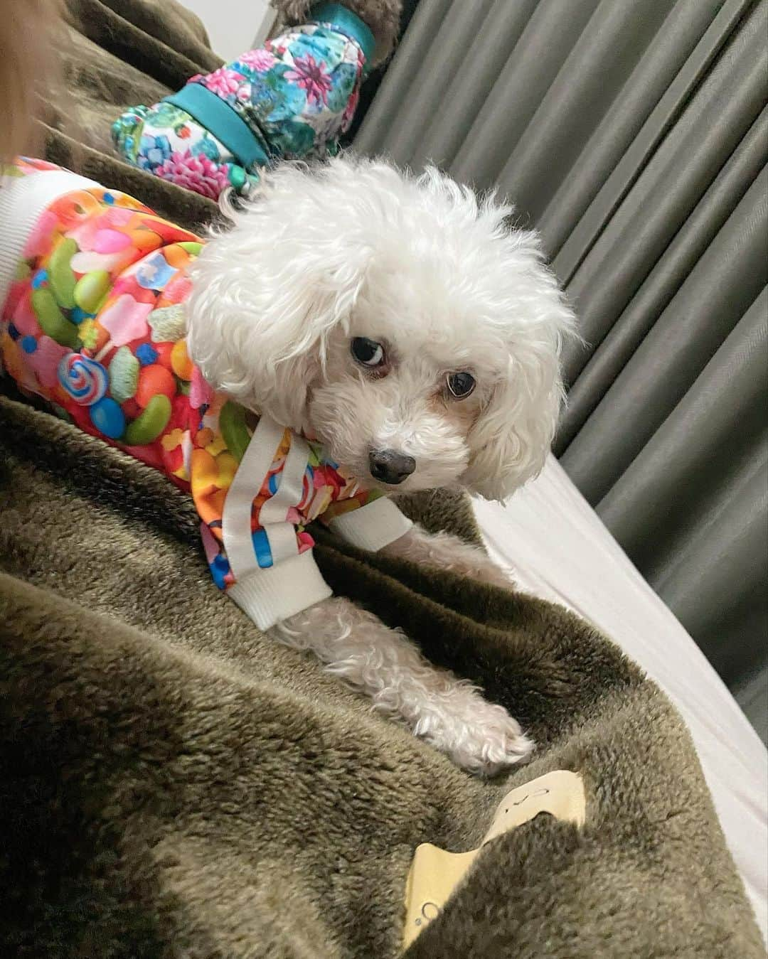 熊切あさ美さんのインスタグラム写真 - (熊切あさ美Instagram)「可愛すぎる🐶❣️❣️ 北斗さんのプロデュースしてるわんちゃんのブランドのお洋服が可愛いすぎる♡ ウチの子似合いすぎる😍 @corazon_hokuto  @hokutoakira_official  すごくお洋服着せやすいからそこも嬉しいな🥴🐶 北斗さんとわんちゃん達に早く会いたいな🥺 #ありがとう　#感謝　#北斗晶　#愛犬　#dog #犬のいる暮らし  #熊切あさ美」1月26日 23時26分 - asami_kumakiri