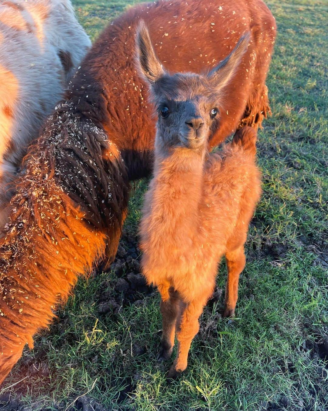 ガブリエル・ダグラスさんのインスタグラム写真 - (ガブリエル・ダグラスInstagram)「😍😍😍  guyss. meet ruby 🖤 one of our newest and sweetest baby llama ( technically cria would be the correct term) but baby llama is so much cuter #ranchlife #llama」1月26日 23時51分 - gabbycvdouglas