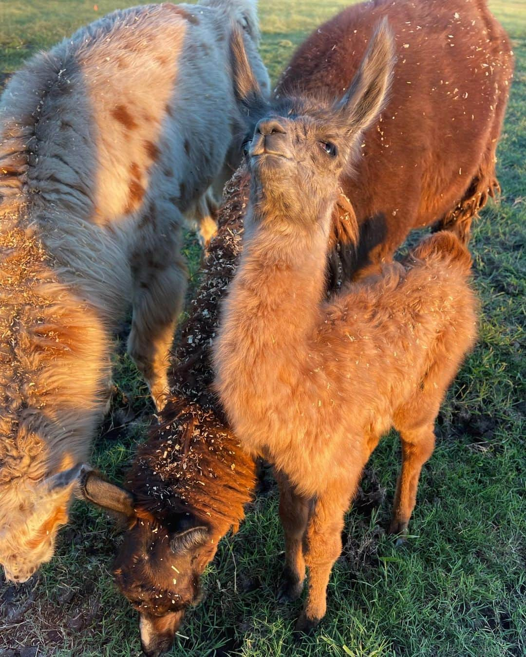 ガブリエル・ダグラスさんのインスタグラム写真 - (ガブリエル・ダグラスInstagram)「😍😍😍  guyss. meet ruby 🖤 one of our newest and sweetest baby llama ( technically cria would be the correct term) but baby llama is so much cuter #ranchlife #llama」1月26日 23時51分 - gabbycvdouglas