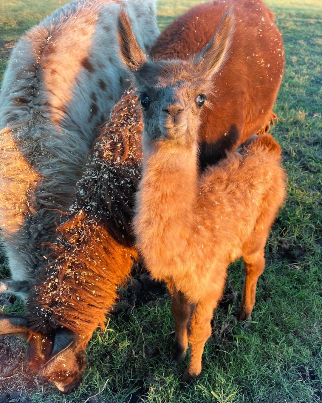 ガブリエル・ダグラスのインスタグラム：「😍😍😍  guyss. meet ruby 🖤 one of our newest and sweetest baby llama ( technically cria would be the correct term) but baby llama is so much cuter #ranchlife #llama」