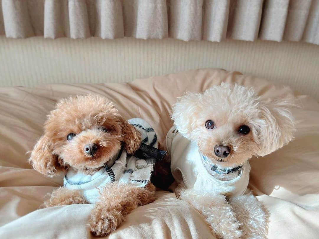 辻満里奈さんのインスタグラム写真 - (辻満里奈Instagram)「愛犬のぽぽ(左)とまろん(右)🐶💕 こんなご時世でなかなか会うことができないので、優里さんの「レオ」って曲が心に響きました、、、😭✨  #優里 さん #レオ #愛犬 #トイプードル #ティーカッププードル #名前は #レオ じゃなくて #ぽぽ と #まろん #犬のいる暮らし #toypoodle」1月27日 11時51分 - marina__tsuji