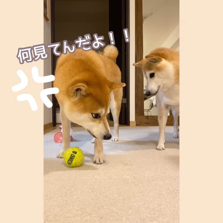 柴犬Mamesuke・Korosuke??大阪のインスタグラム：「🐱🐻👶🏻 🐾----*----*----*----*🐾 豆ちゃん策士だね😂 コロちゃん油断しちゃったー😅 🐾----*----*----*----*🐾 #MameKoro #豆コロ #柴犬と赤ちゃん #犬と赤ちゃん  #チャリちゃん見守り隊 #子守犬 #豆柴 #柴犬 #赤柴 #豆介 #コロ介 #shibagram #shibastagram #shibainu #shiba #🐕📷」