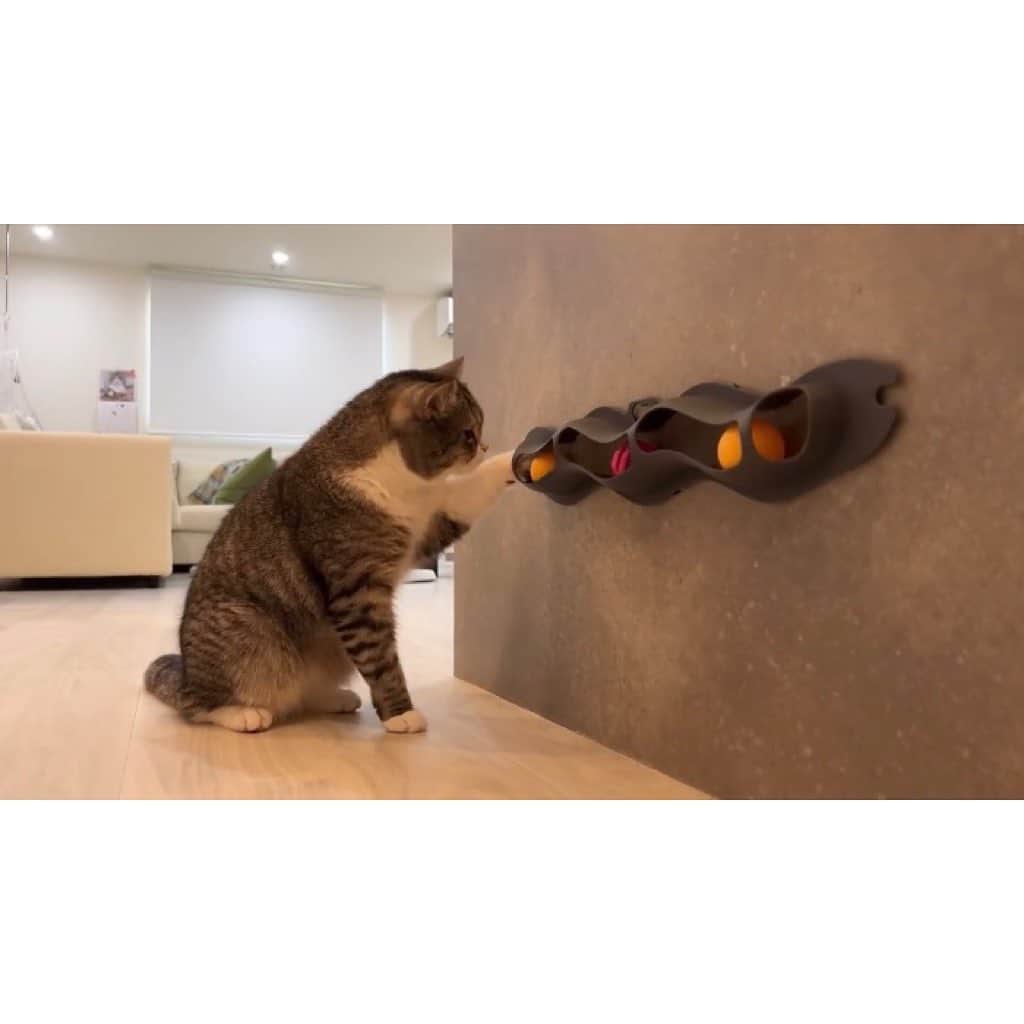もちまるさんのインスタグラム写真 - (もちまるInstagram)「お気に入りのおもちゃを壊しちゃった猫」1月27日 18時01分 - catmotimaru