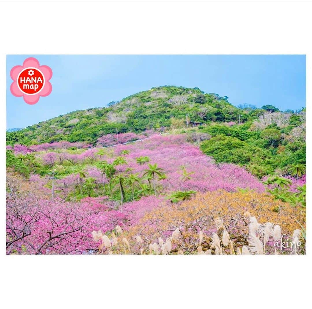 はなまっぷ❁日本の花風景さんのインスタグラム写真 - (はなまっぷ❁日本の花風景Instagram)「🌸はなまっぷ🌸 * @aki.n_o さんの 花のある風景に花まるを💮 * 山肌がピンクに染まる沖縄の鮮やかな春をありがとうございます😊🌸 * 沖縄　#八重岳 Motobu Yaedake,  Okinawa Pref. * 🌼寒緋桜の花言葉📝🌼 あなたに微笑む、あでやかな美人 * ※見頃が過ぎている花、終わっている花もご紹介させていただいています。 * 🌸•••🌸•••🌸•••🌸•••🌸•••🌸 * いつも素敵なお花をありがとうございます😊 #はなまっぷ #日本の美しい花風景#花のある風景#花#花言葉#花#本部#沖縄#八重岳桜まつり#八重岳桜の森公園#寒緋桜#八重岳桜祭り * 🌸••••••お知らせ••••••🌸 * 花風景検索サイト　はなまっぷ https://hanamap.com 🔍「はなまっぷ」または @hanamap プロフィール欄から ぜひご覧ください」1月27日 19時58分 - hanamap