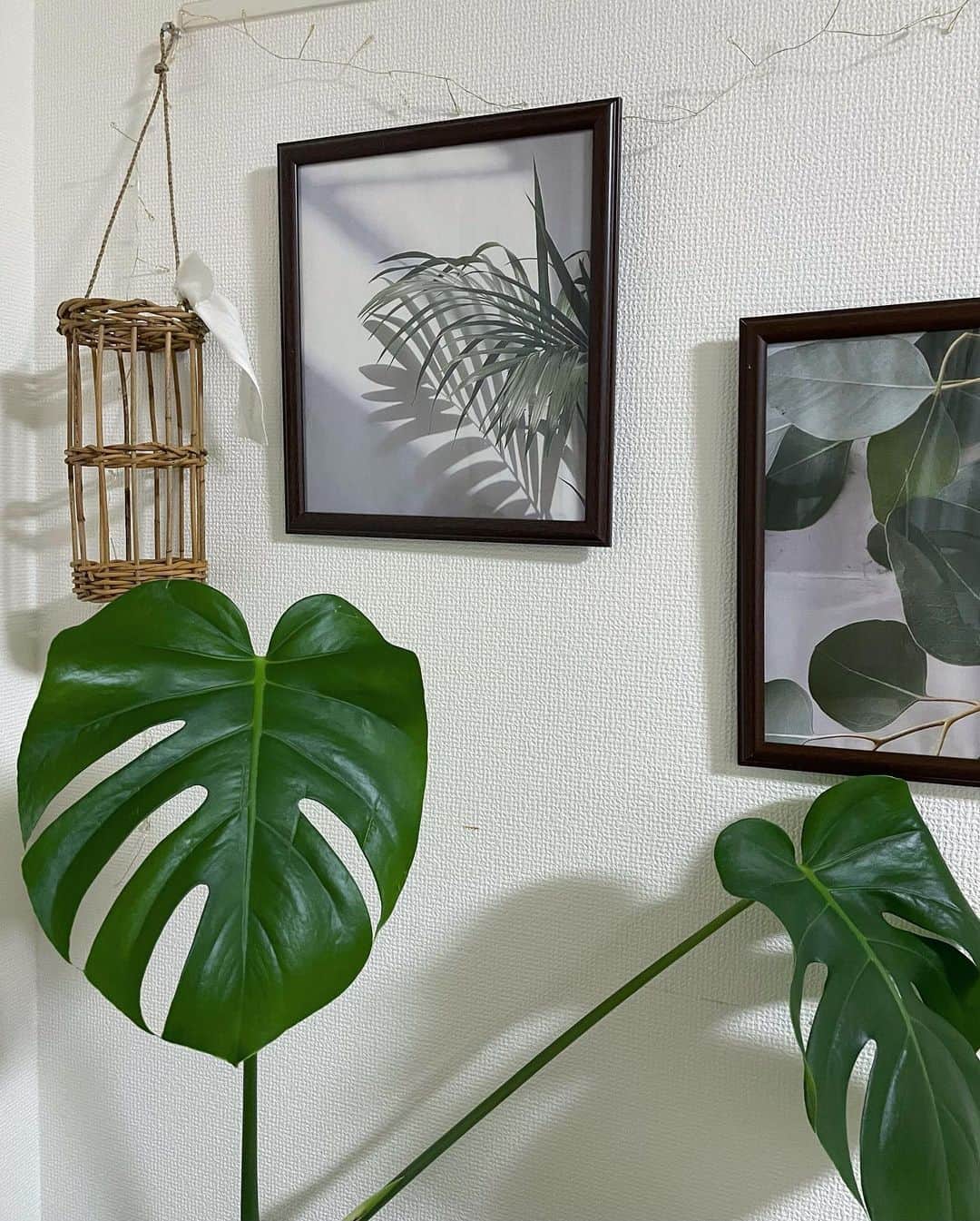 かのあい。さんのインスタグラム写真 - (かのあい。Instagram)「我が部屋の壁好きっ🌱🤍 . . #インテリア #部屋  #部屋作り #モンステラ  #観葉植物」1月28日 0時45分 - _aiai.com_