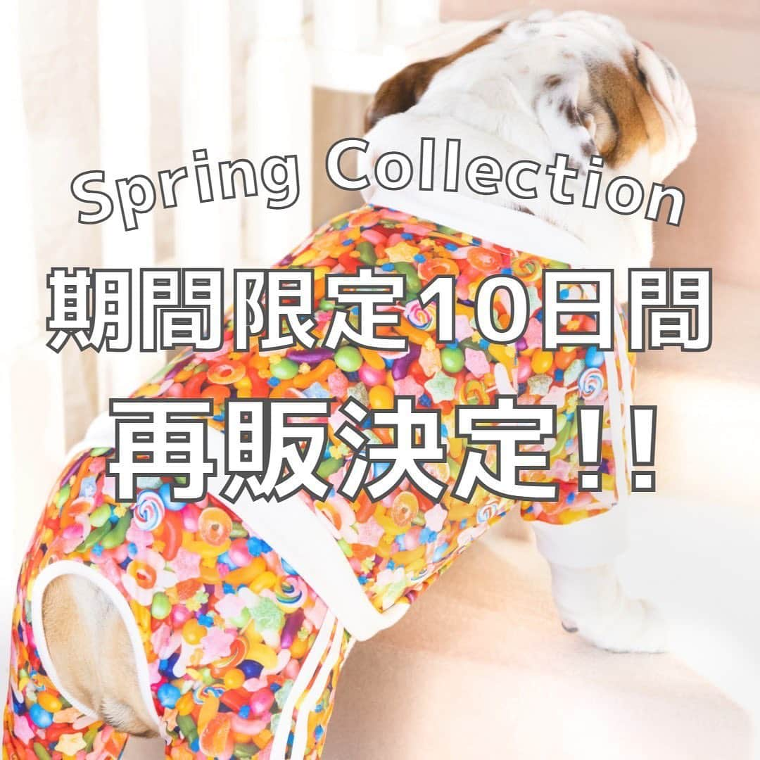 北斗晶さんのインスタグラム写真 - (北斗晶Instagram)「・ Spring Collection 🌸🐶 期間限定10日間の再販決定!!  corazonファミリーの皆様 いつも応援してくださり、本当にありがとうございます😊  販売終了後、再販についてお問い合わせをいただきました！ 皆様のご希望にお答えして、期間限定10日間の再販を実施させていただくことにしました🌟  2着以上をご購入の方は送料無料！  🐶期間 1/28(金)16:00 〜 2/6(日)23:59  🐶価格 体操着: 5,478円〜 トラックスーツ: 7,678円〜 ※サイズによって異なります  🐶ECサイトはプロフィールからアクセス @corazon_hokuto  🐶サイズ 小型犬から大型犬まで 国内最大級の51サイズをご用意！  #corazon #corazonファミリー #ペット服 #体操服 #体操着 #トラックスーツ #北斗晶 #犬 #フレンチブルドッグ #ブルドッグ #ダックスフンド #ポメラニアン #チワワ #犬のいる暮らし #わんちゃん #わんちゃん大好き #わんちゃんのいる生活 #ワンちゃん #ワンちゃん大好き #ワンちゃんと一緒」1月28日 16時00分 - hokutoakira_official