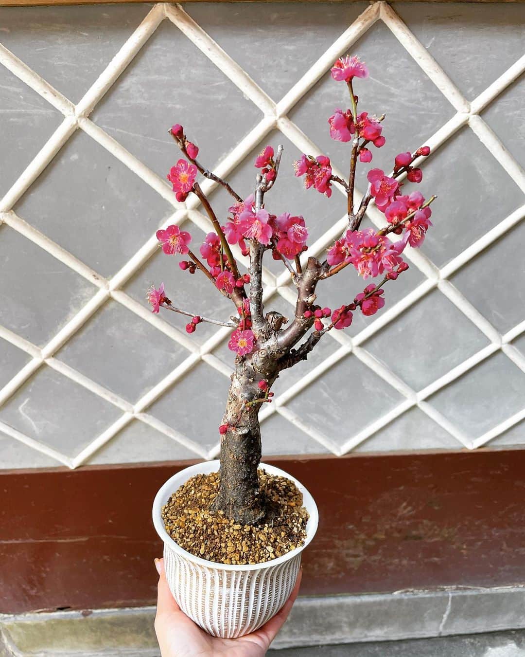 谷澤杏奈のグルメインスタ