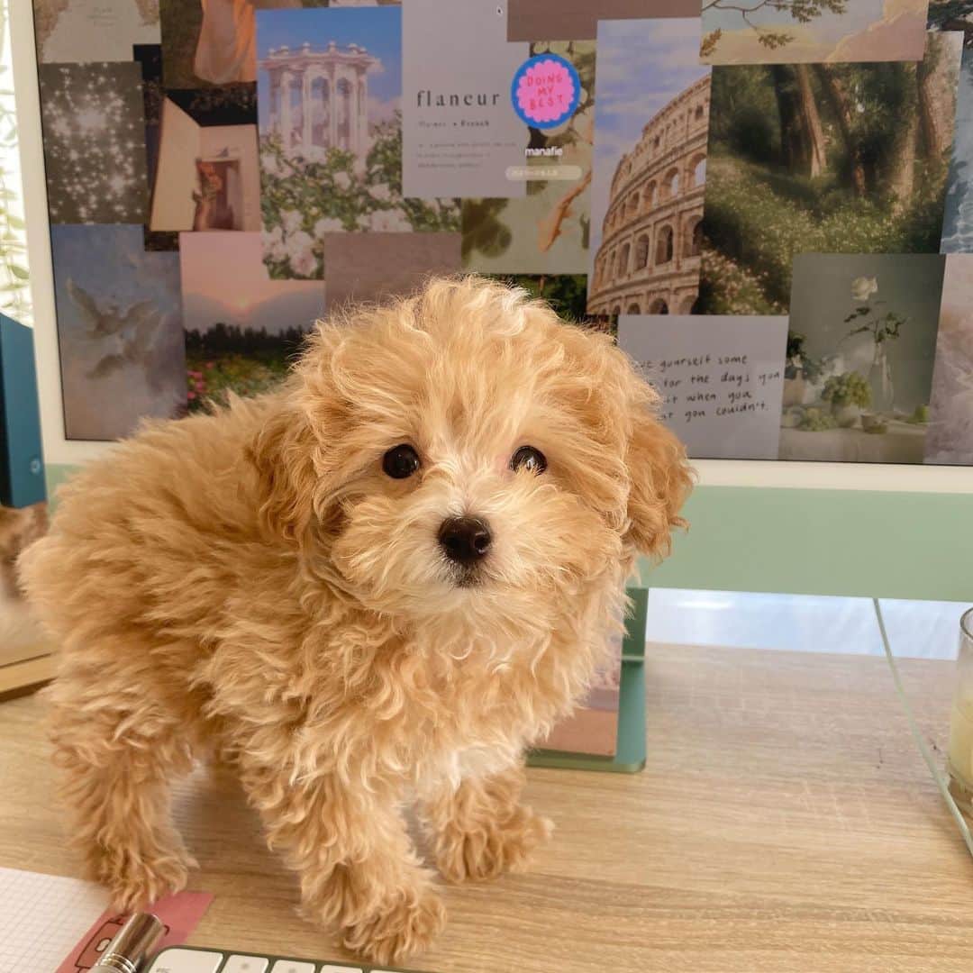 manaのインスタグラム：「🥨 というわけで我が家の小さな家族ムギです🤍🤍 動画をまだ見てないかたは是非チェックしてみてください🥰 元気に動き回るムギ可愛すぎるので癒されますぅ😵‍💫🤎🤎🤎 #マルプー #プードル #マルチーズ #ミックス犬 #新しい家族 #子犬 #パピー #犬のいる暮らし」