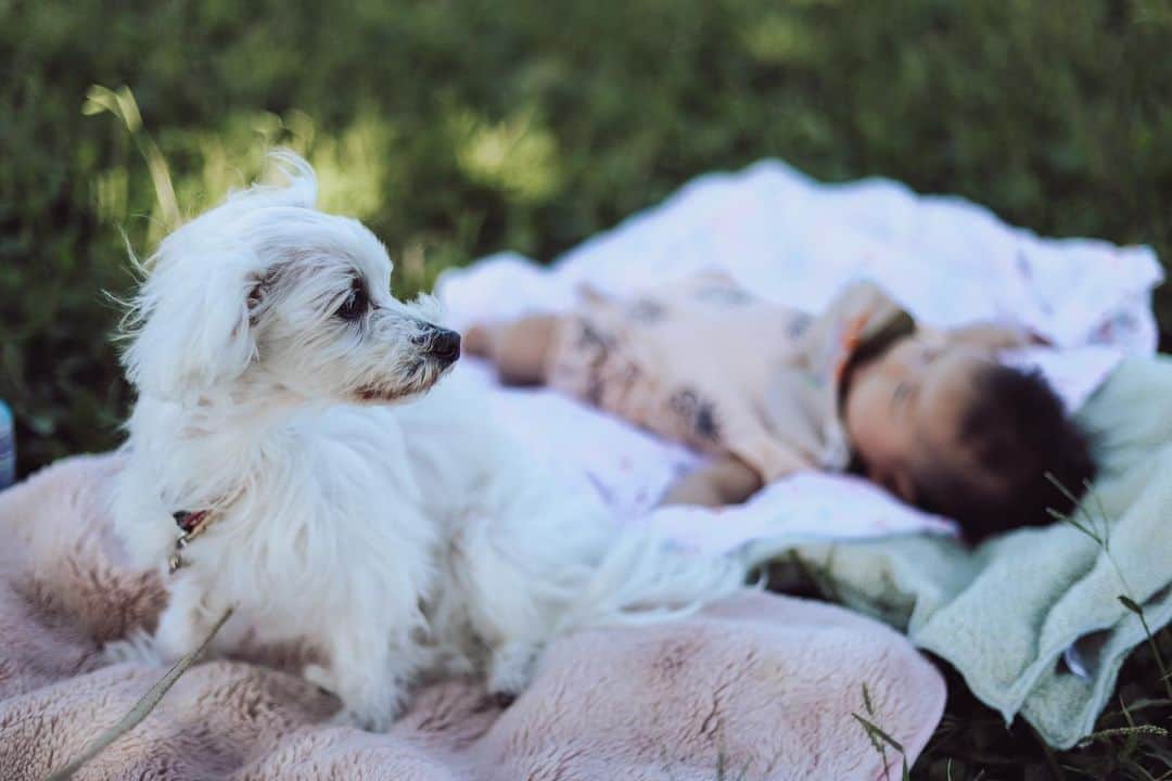 小松あやのインスタグラム：「. 愛犬の49日🐏 　 お散歩ですれ違うマルチーズを見ては、 ついつい顔を確認しちゃう。笑 　 またどこかで会えるといいな😌 　 　 #マルチーズ #マルチーズ好き #愛犬の死 #愛犬」