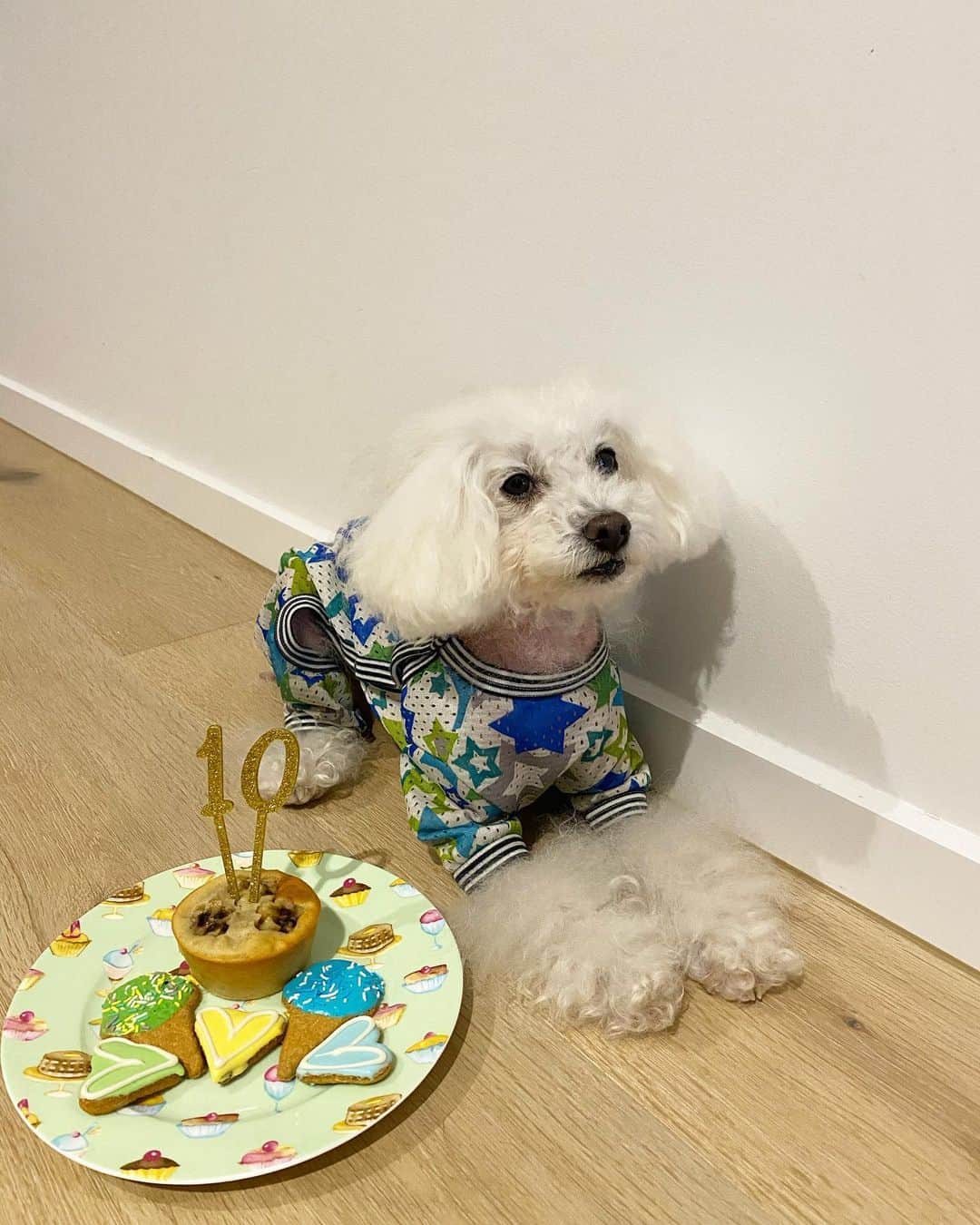 のインスタグラム：「🎉🎉🎉 1月25日はレオンの10歳のお誕生日でした💕 いくつになっても甘えん坊で赤ちゃんみたいなレオン🥰そんなレオンに毎日沢山の幸せをもらっています。 息子が産まれてからは我慢する事も沢山増えて、無邪気な息子に毛を引っ張られても静かに耐えてる優しい子😭 寂しい思いをさせたくないので、息子が寝た後はレオン大好きだよタイムでベタベタしてます💕 レオンを抱きしめて眠るのが最高に幸せなのです🥺🤍 この先もずーっとずーっと一緒にいられますように。 元気でいてね。 レオン大好きだよ〜！ ・ ・ #レオン #10歳誕生日」
