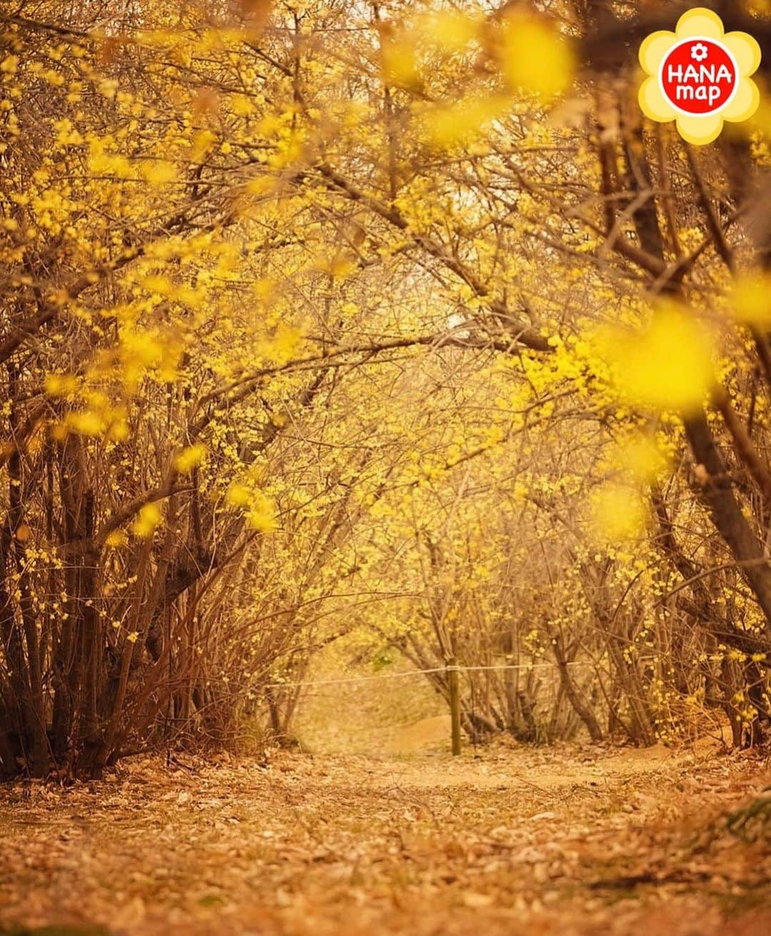 はなまっぷ❁日本の花風景さんのインスタグラム写真 - (はなまっぷ❁日本の花風景Instagram)「🌸はなまっぷ🌸 * @building_workshop_hide さんの 花のある風景に花まるを💮 * 甘い香りが漂う黄金色のトンネルをありがとうございます😊🌸 * 群馬　#ろうばいの郷 Annaka,  Gunma Pref. * 🌼ロウバイの花言葉📝🌼 慈愛、先導 * ※見頃が過ぎている花、終わっている花もご紹介させていただいています。 * 🌸•••🌸•••🌸•••🌸•••🌸•••🌸 * いつも素敵なお花をありがとうございます😊 #はなまっぷ #日本の美しい花風景#花のある風景#花#花言葉#花#ロウバイ#蝋梅#安中 * 🌸••••••お知らせ••••••🌸 * 花風景検索サイト　はなまっぷ https://hanamap.com 🔍「はなまっぷ」または @hanamap プロフィール欄から ぜひご覧ください」1月28日 23時27分 - hanamap