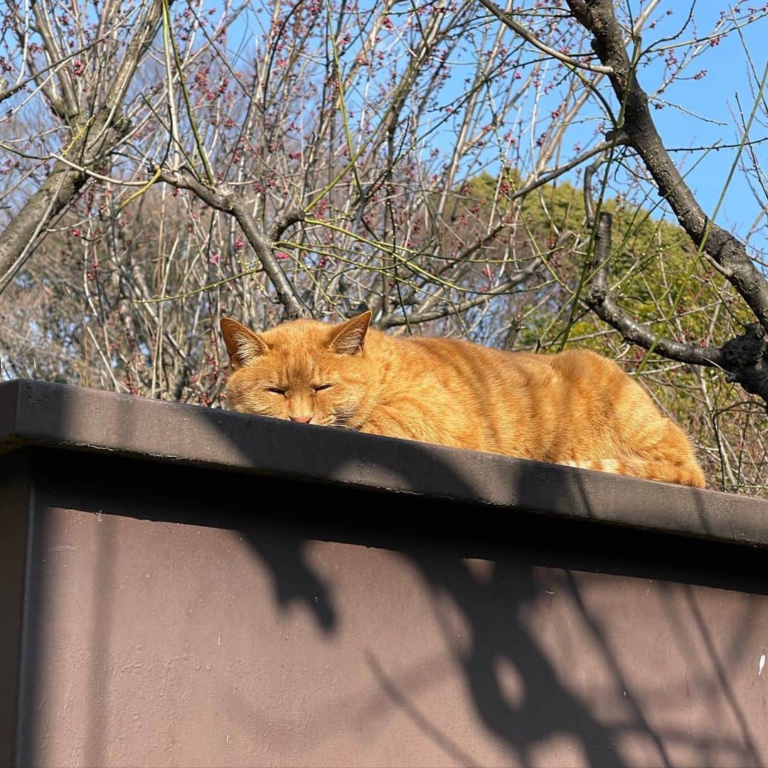 伊集院光さんのインスタグラム写真 - (伊集院光Instagram)「寝てる」1月29日 14時43分 - hikaruijuin1101