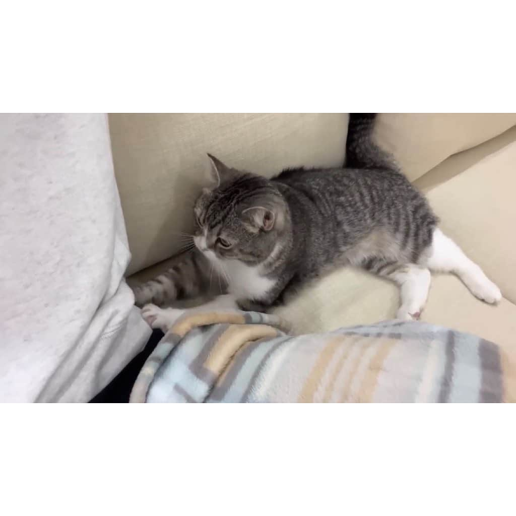 もちまるさんのインスタグラム写真 - (もちまるInstagram)「ランニング後の飼い主の靴下を嗅いだ猫」1月29日 18時01分 - catmotimaru