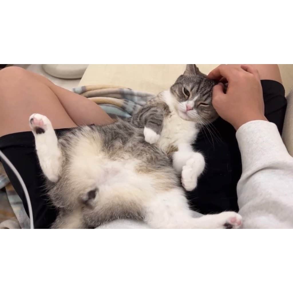 もちまるさんのインスタグラム写真 - (もちまるInstagram)「ランニング後の飼い主の靴下を嗅いだ猫」1月29日 18時01分 - catmotimaru