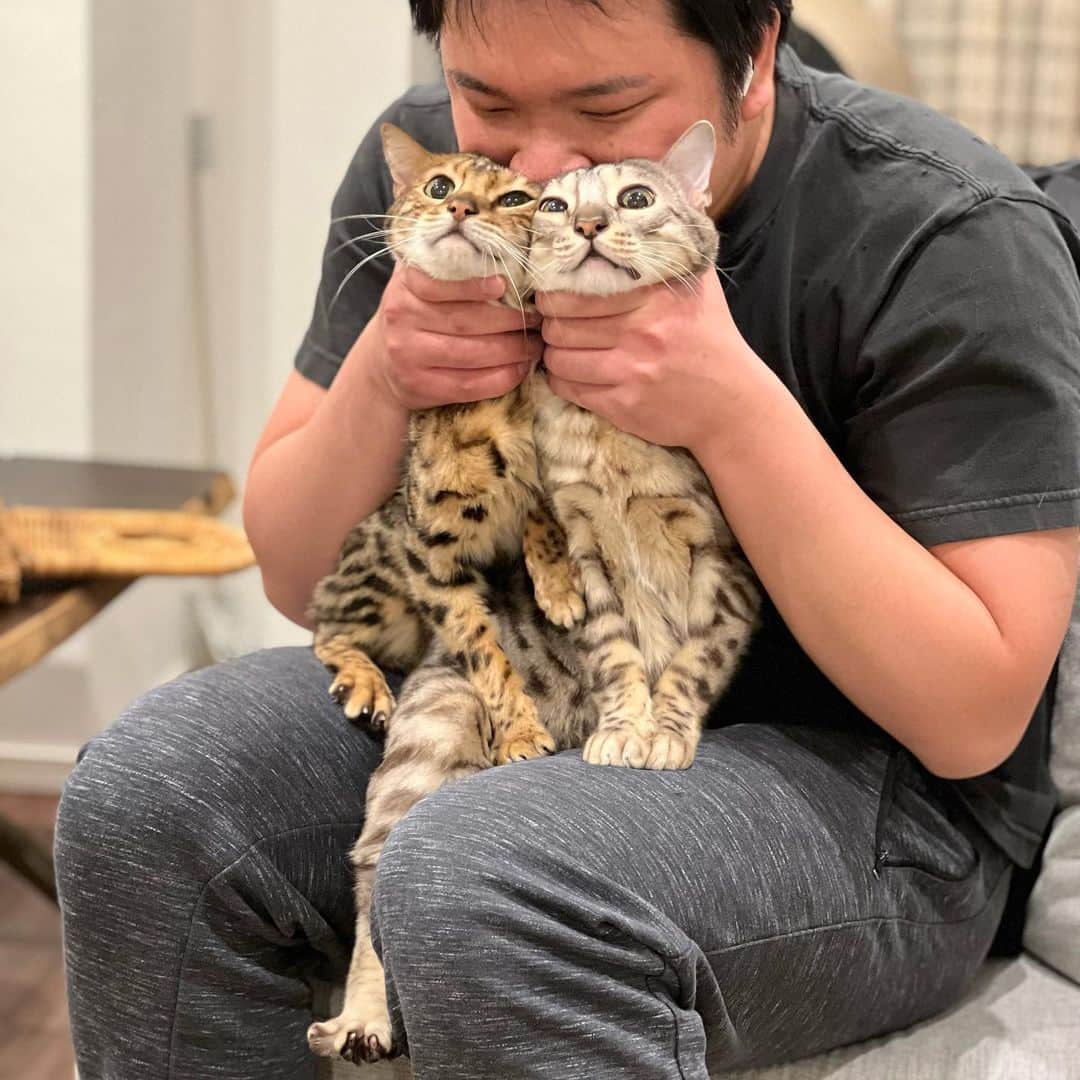 トミックのインスタグラム：「#トミスタj #トミック  #youtuber  #youtuber好きな人と繋がりたい  #ルトロゼ　#猫　#cat #ベンガル #ベンガル猫 #喋る猫　#芸をする猫  #イタズラのお仕置きのトリオ」