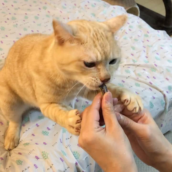 ruiruiのインスタグラム：「おやつのきびなこを食べる福ちゃん（2019/11/14) . 久しぶりの動く福ちゃんです。 美味しそうに食べてる福ちゃんの姿は可愛かったです。 . いつもたくさんのコメントをありがとうございます。一つ一つにお返事ができていませんが、全て読ませていただいており、とても励みになっております。 . . #生前の福ちゃん #福ちゃんはお星様になりました #猫 #ねこ #にゃんこ #茶トラ #保護猫 #cat #cats #ilovecats #ilovemycat #instacat #Instagramcats #bestcats_oftheworld」