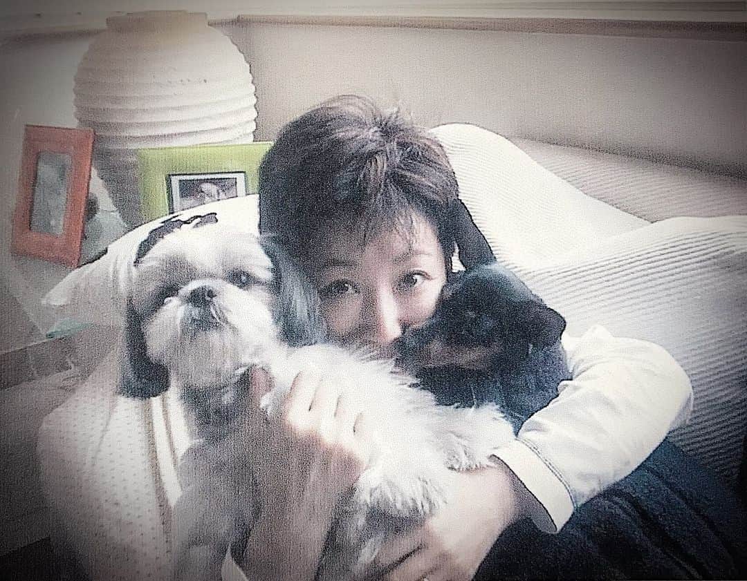 小川知子さんのインスタグラム写真 - (小川知子Instagram)「#ワンちゃんが恋しい✨  #ペット譲渡に年齢制限  #小川知子  珍しく家でのんびりしているとワンちゃん達が恋しくなります。 物心ついた時からワンちゃんがいた我が家。 今迄１５頭のワンちゃんと出会って一緒に生活してきました。  ４年前に最後の愛犬を見送ってから我が家にはワンちゃんがいないのですが、やっぱり淋しいですね。  長生きのワンちゃんばかりだったので、今後、責任が持てないので、もう飼わない、と心に強く決めて我慢、我慢です。  ペット飼育放棄が問題になっていて、譲渡条件も６０歳以上はNGですしね。  何がつまらないって、あの手触り、撫で撫でが出来ないこと！  一頭一頭の感触 全て覚えています。 匂いもね。  居なくなると本当に楽しませてくれたな〜と思い感謝しています。  今頃 皆んな天国で走り回ってるいるかな。  またね〜💕」1月30日 0時10分 - tomoko_ogawa_