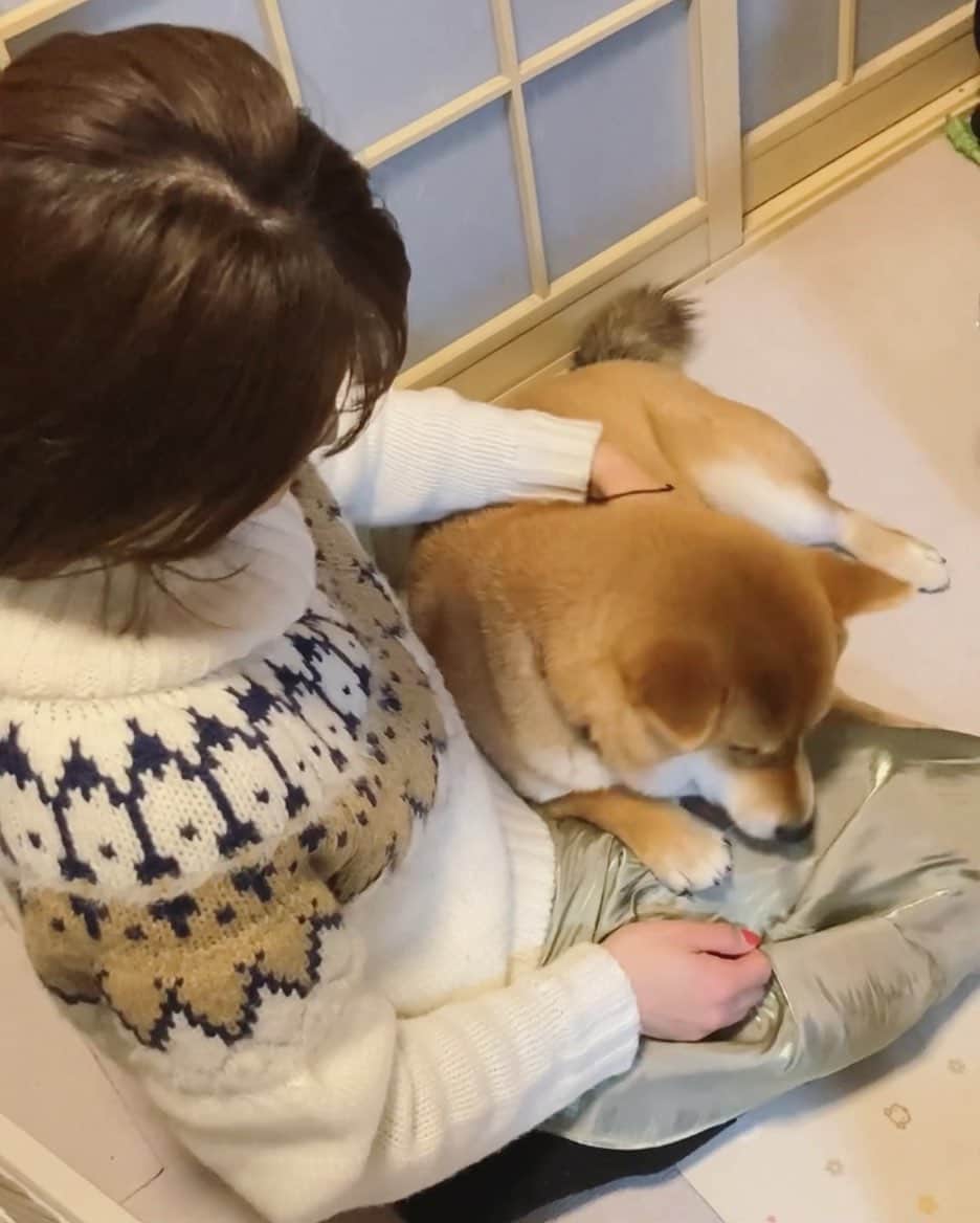 新田恵海さんのインスタグラム写真 - (新田恵海Instagram)「太ももで休む、くま吉🐾  #柴犬」1月30日 0時19分 - tnstagram1210