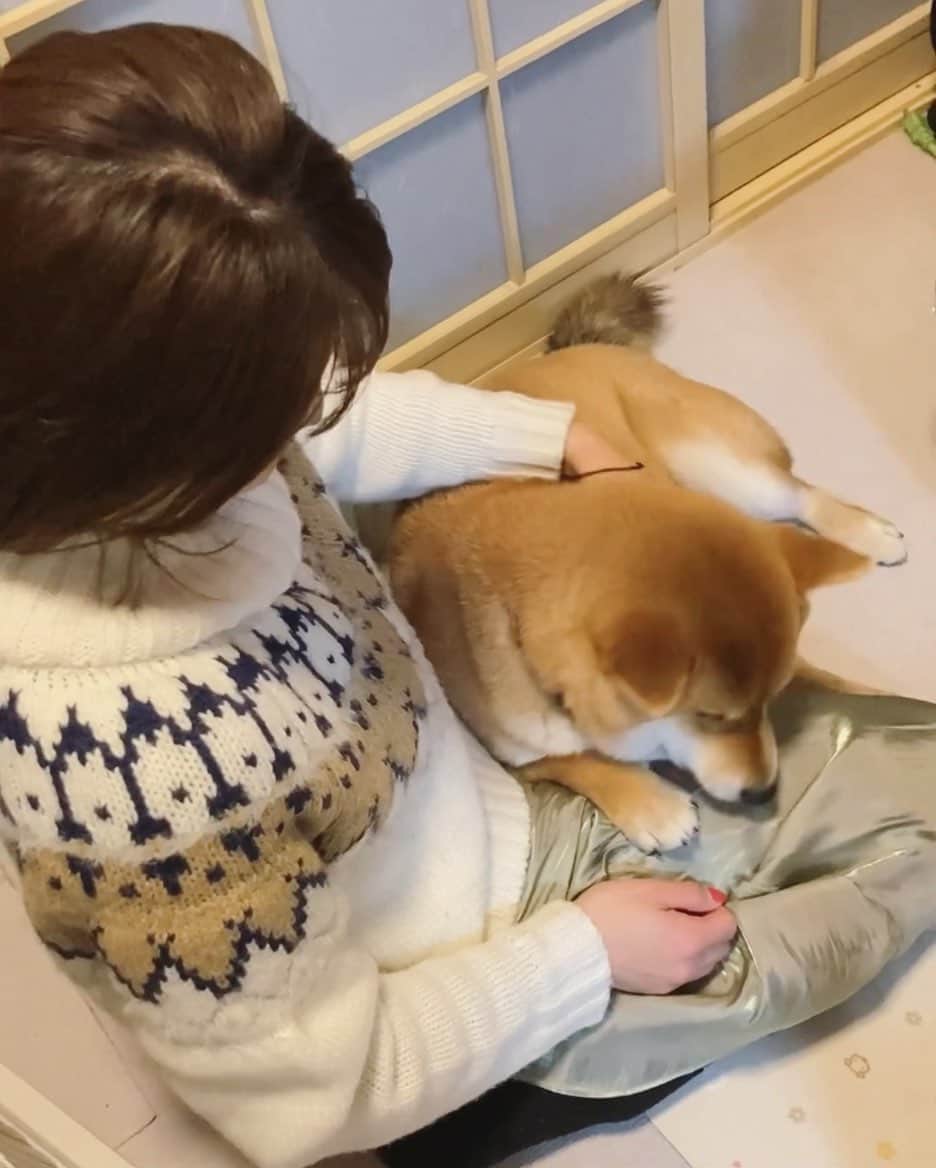 新田恵海のインスタグラム：「太ももで休む、くま吉🐾  #柴犬」