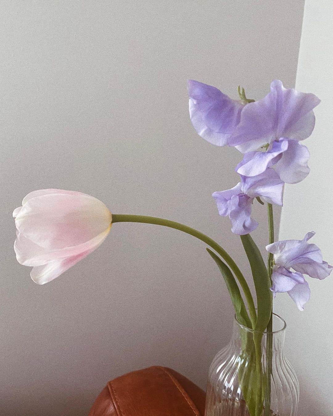 桃衣香帆さんのインスタグラム写真 - (桃衣香帆Instagram)「春の雰囲気〜！ #おはなのあるくらし」1月30日 14時37分 - momoikaho