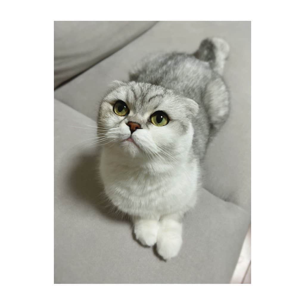 金澤朋子のインスタグラム：「. . 今日も素敵な1日になりますように。 . #金澤朋子 #愛猫 #すいちゃん #癒し  #スコティッシュフォールド #かわいい  #にゃんすたぐらむ #素敵な日曜日を ☕️🐾」