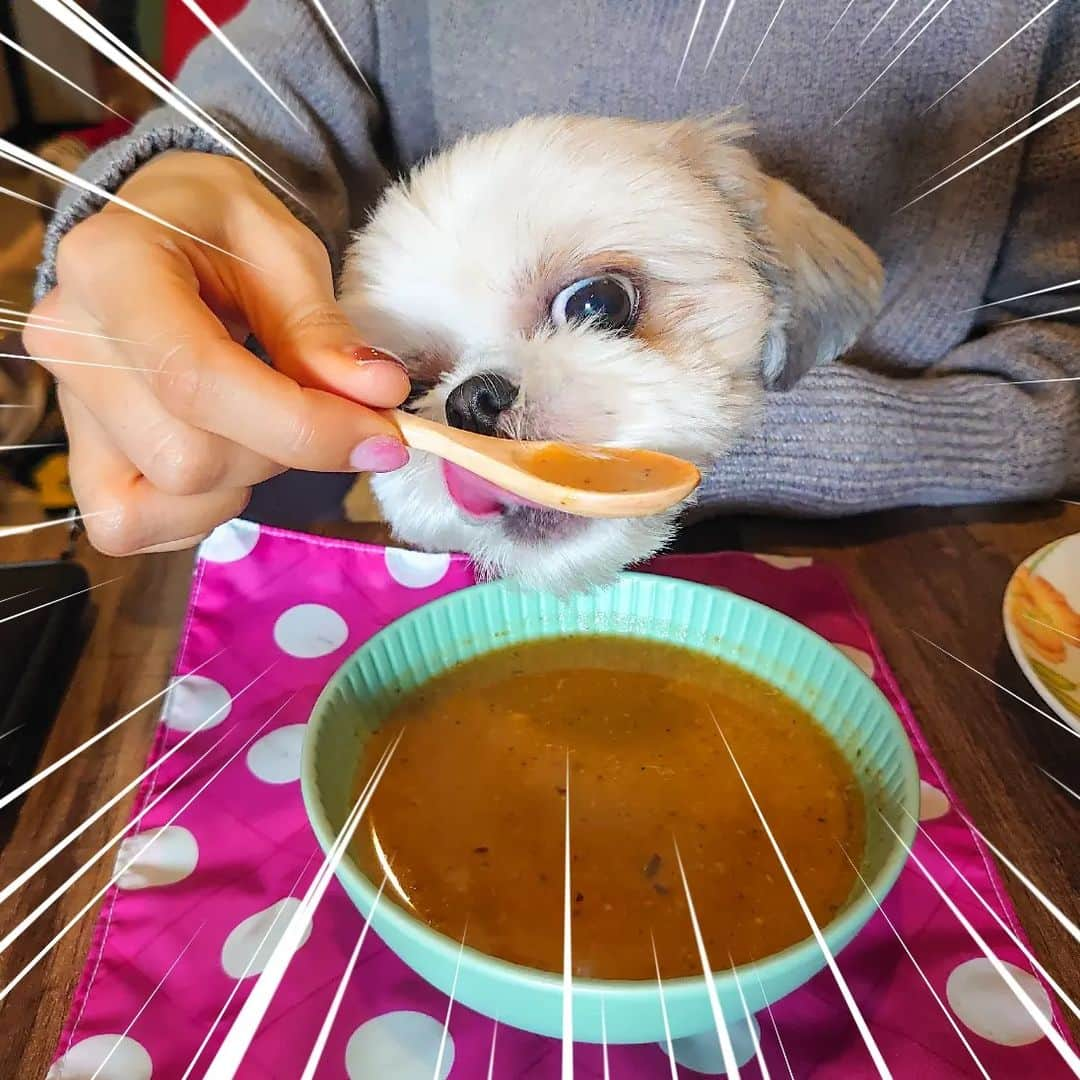 Bungo's photographyさんのインスタグラム写真 - (Bungo's photographyInstagram)「* ぐり「むむっ、よき匂いがしましゅ…✨」 * Guri enjoyed vegetable soup at the dog café 🐾🥕 * お散歩おわりにカフェ(@dogcafe_buhigon)に突入😊 * ちょうどフレブルさん達ご一行がいらっしゃってお店が一気に賑やかに🎉 * 適温でヘルシーに香り立つ、わんこ野菜ポタージュにロックオン👍 * スゴい勢いでなめほしたぐり氏でした😃💕 *  #ぐりすた #dogcafebuhigon #ドッグカフェぶひごん #ドッグカフェブヒゴン #シーズー #shihtzu #西施犬 #獅子狗 #狮子狗 #시추 #shihtzuclub #shihtzugram #shihtzulove #shihtzulover #shihtzunation #shihtzusgram #shihtzuslife #shihtzusofig #shihtzuswag #いぬばか部 #シーズー犬 #シーズー大好き #シーズー大好き部 #シーズー部 #ふわもこ部 #犬のいる暮らし #犬バカ部 #犬ら部 #鼻ぺちゃ犬 #鼻ぺちゃ部」1月30日 13時11分 - guristagram