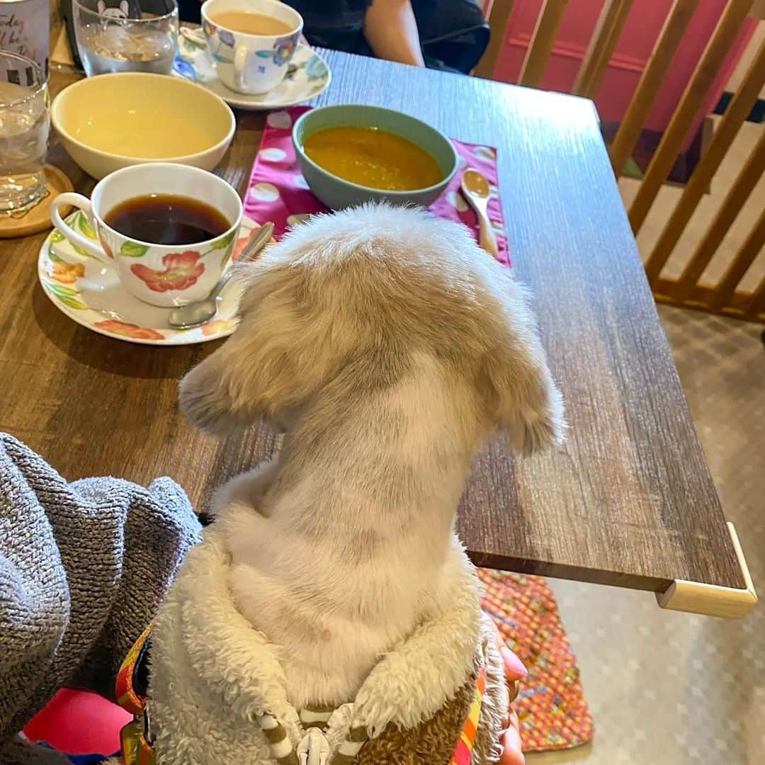 Bungo's photographyさんのインスタグラム写真 - (Bungo's photographyInstagram)「* ぐり「むむっ、よき匂いがしましゅ…✨」 * Guri enjoyed vegetable soup at the dog café 🐾🥕 * お散歩おわりにカフェ(@dogcafe_buhigon)に突入😊 * ちょうどフレブルさん達ご一行がいらっしゃってお店が一気に賑やかに🎉 * 適温でヘルシーに香り立つ、わんこ野菜ポタージュにロックオン👍 * スゴい勢いでなめほしたぐり氏でした😃💕 *  #ぐりすた #dogcafebuhigon #ドッグカフェぶひごん #ドッグカフェブヒゴン #シーズー #shihtzu #西施犬 #獅子狗 #狮子狗 #시추 #shihtzuclub #shihtzugram #shihtzulove #shihtzulover #shihtzunation #shihtzusgram #shihtzuslife #shihtzusofig #shihtzuswag #いぬばか部 #シーズー犬 #シーズー大好き #シーズー大好き部 #シーズー部 #ふわもこ部 #犬のいる暮らし #犬バカ部 #犬ら部 #鼻ぺちゃ犬 #鼻ぺちゃ部」1月30日 13時11分 - guristagram