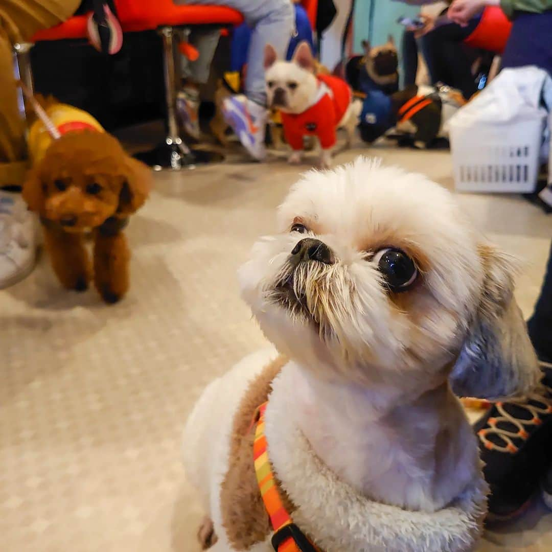 Bungo's photographyのインスタグラム：「* ぐり「むむっ、よき匂いがしましゅ…✨」 * Guri enjoyed vegetable soup at the dog café 🐾🥕 * お散歩おわりにカフェ(@dogcafe_buhigon)に突入😊 * ちょうどフレブルさん達ご一行がいらっしゃってお店が一気に賑やかに🎉 * 適温でヘルシーに香り立つ、わんこ野菜ポタージュにロックオン👍 * スゴい勢いでなめほしたぐり氏でした😃💕 *  #ぐりすた #dogcafebuhigon #ドッグカフェぶひごん #ドッグカフェブヒゴン #シーズー #shihtzu #西施犬 #獅子狗 #狮子狗 #시추 #shihtzuclub #shihtzugram #shihtzulove #shihtzulover #shihtzunation #shihtzusgram #shihtzuslife #shihtzusofig #shihtzuswag #いぬばか部 #シーズー犬 #シーズー大好き #シーズー大好き部 #シーズー部 #ふわもこ部 #犬のいる暮らし #犬バカ部 #犬ら部 #鼻ぺちゃ犬 #鼻ぺちゃ部」