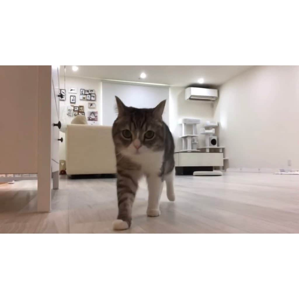 もちまるさんのインスタグラム写真 - (もちまるInstagram)「飼い主と隠れんぼをする甘えんぼ猫」1月30日 18時03分 - catmotimaru