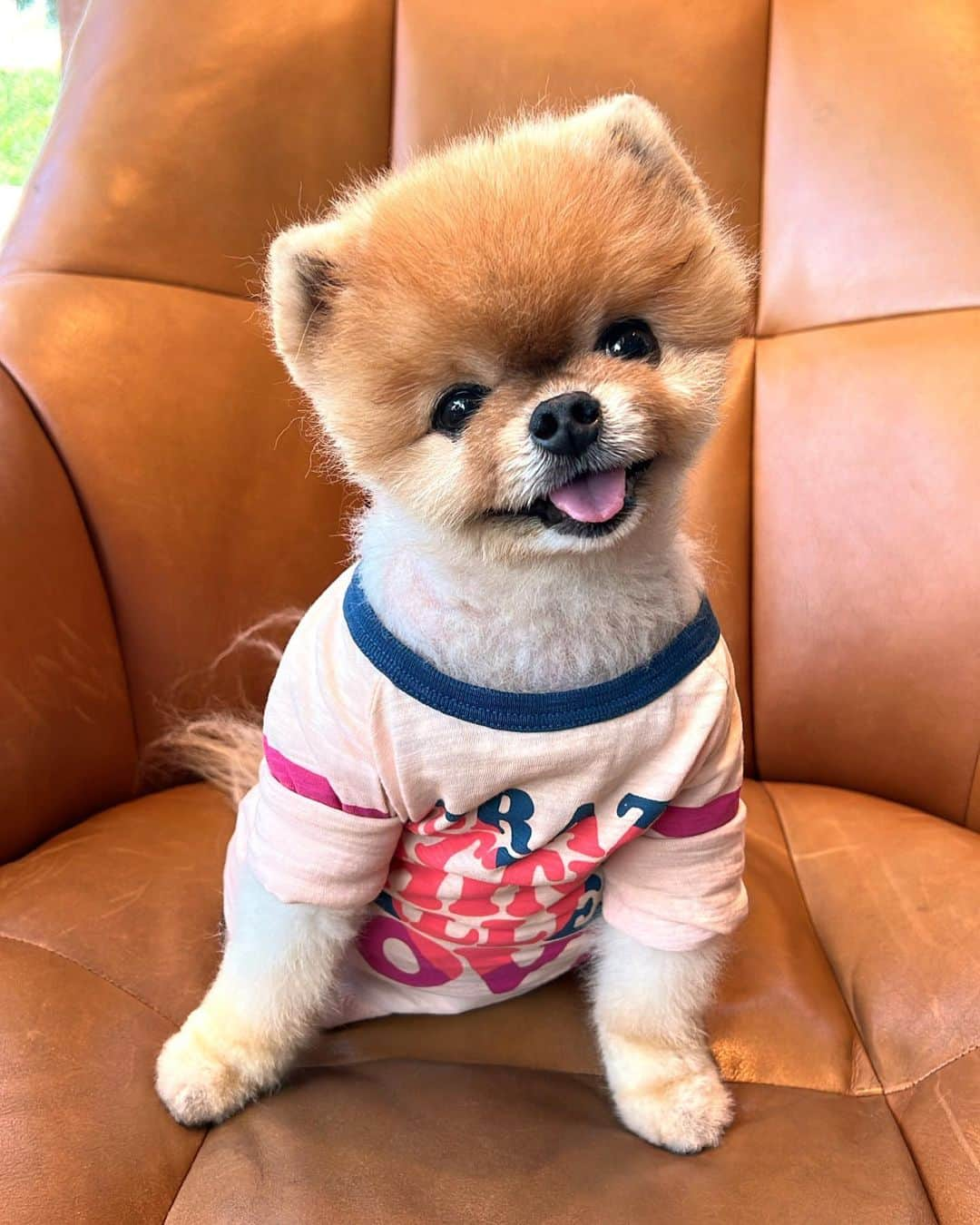 jiffさんのインスタグラム写真 - (jiffInstagram)「💗」1月30日 19時02分 - jiffpom