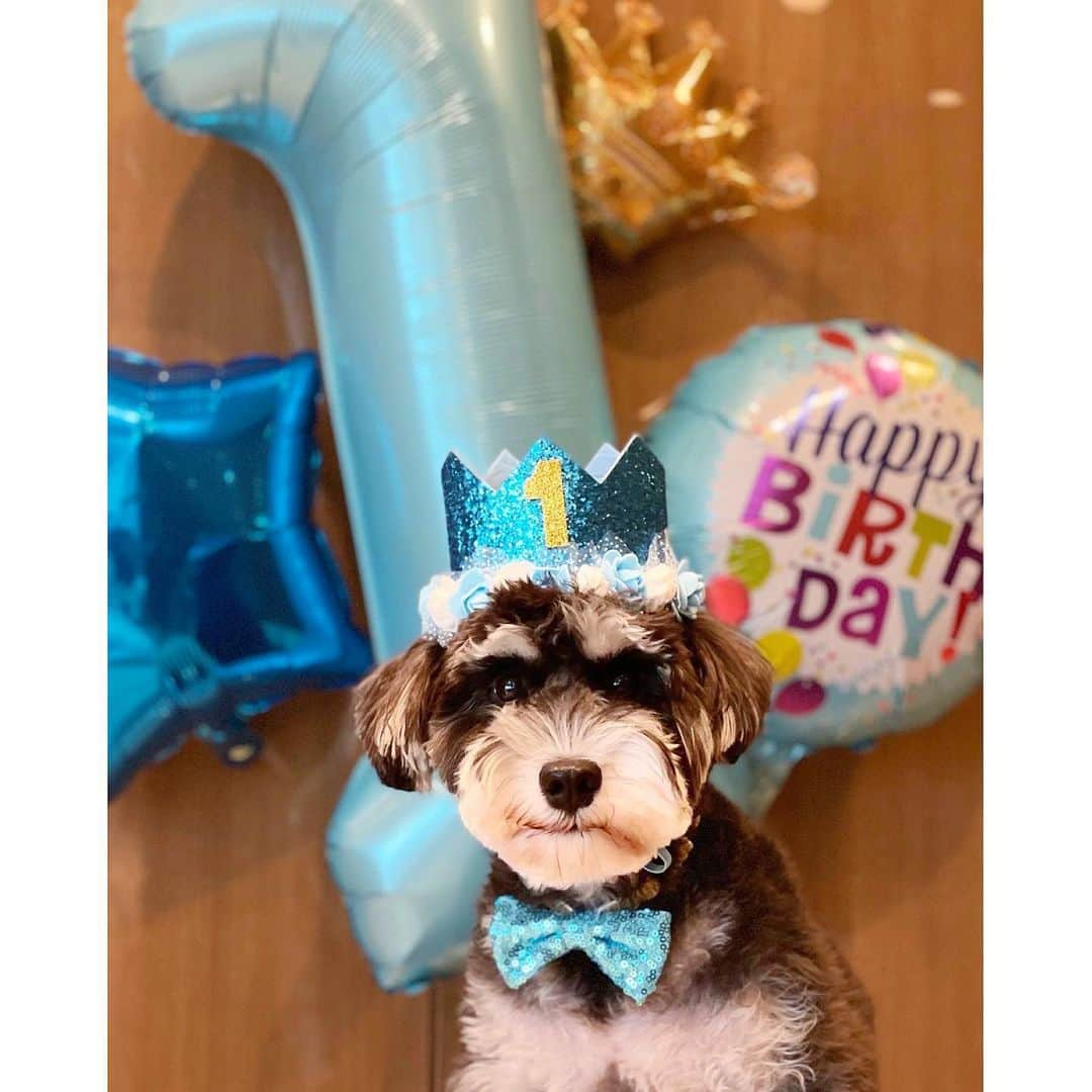 西山真以のインスタグラム：「.  本日、無事に1歳のお誕生日を迎えました❤️🎂🎉🐶  #ミニチュアシュナウザー  #miniatureschnauzer  #1歳誕生日 #happybirthday #1stbirthday  #パピー卒業 #0130 #2022」