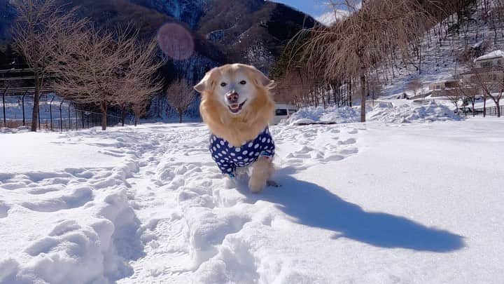 まゆみのインスタグラム：「。 。 弾丸だけど 連れてってあげれた✨✨ 凄い凄い喜んでくれて 最高の笑顔が見れて 本当に嬉しい✨ たった1時間滞在だったけど みんなでヘロヘロだよー😂 。 。 Today's youtube APTV #雪国最高 #固い雪だった #歩くの大変 #忍者ぺーはあめんぼのように歩く」