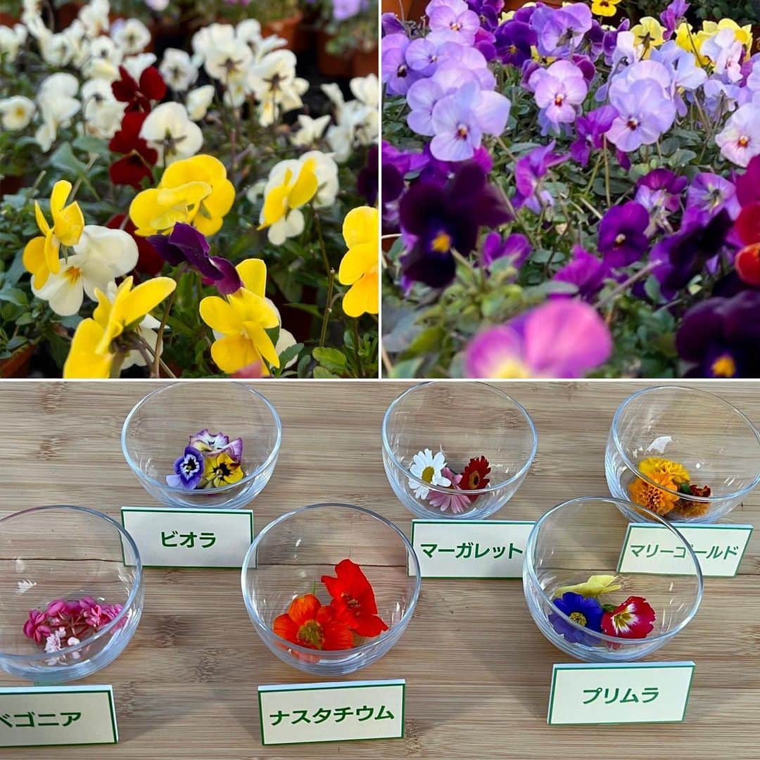 依田司さんのインスタグラム写真 - (依田司Instagram)「1月31日(月) 東京都立川市から 都内には2軒しかない「エディブルフラワー」をご紹介。ハウスの中は春爛漫！咲いている花は全部食べることが出来る「エディブルフラワー」 です。現在、マーガレット、マリーゴルドなど１５種類を栽培。殆どが料理の邪魔をせず、彩りを添えることに徹する花ですが、ベゴニアはレモンのようなすっぱい酸味がありカルパッチョなどに合いますし、ナスタチウムはカイワレ大根のような辛味がありお肉やお刺身に合いそうでした。サラダに添えるだけでも豪華になりますし、エディブルフラワーケーキは食べるのが勿体無いほど。 気になる方は「あみちゃんファーム」で検索ぅぅ〜〜〜っ。  #あみちゃんファーム #エディブルフラワー #依田さん #依田司 #お天気検定 #テレビ朝日 #グッドモーニング #サタデーステーション #気象予報士 #お天気キャスター #japan #japantrip #japantravel #unknownjapan #japanAdventure #japanlife #lifeinjapan #instagramjapan #instajapan #療癒 #ilovejapan #weather #weathercaster #weatherforecast」1月31日 8時48分 - tsukasa_yoda
