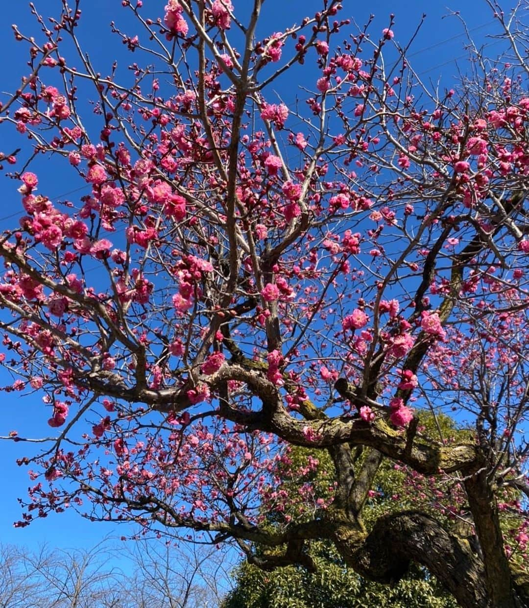 木部さんのインスタグラム：「春はもうすぐです！  　※今日、近所の公園で撮りました！  　#梅の花　#梅の木 #青空 #1月31日  #plumtree #plumblossom #jan31  #bluesky」