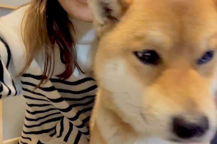 新田恵海のインスタグラム：「犬撫で声🐕  くま撫で声？  #柴犬」