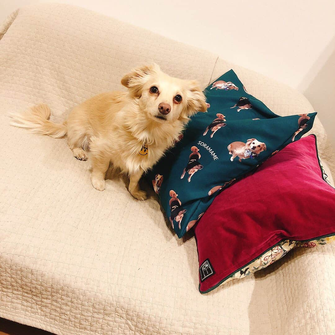 桜子さんのインスタグラム写真 - (桜子Instagram)「そら豆クッションとそら豆🐕💜  #makerspet #keitamaruyama」2月1日 0時01分 - ishibashi__88