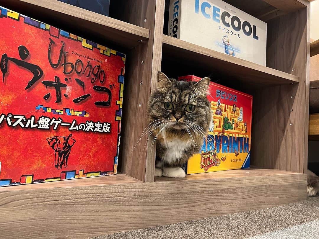 Moka さんのインスタグラム写真 - (Moka Instagram)「にゃ〜🐈  猫カフェMOCHAラウンジ渋谷公園通り店にいってきたよ！ @mocha.koendori   前から私とおんなじ名前だ〜って気になってたお店🔍  猫ちゃん飼いたいけどマンション的に...とかの子がここでリモートワークできたりしちゃうような快適さ。  今度普通に友達とボードゲームしにいく✌︎  癒しをありがとうございました♡  #猫カフェmocha #猫カフェ #PR #渋谷猫カフェ #渋谷カフェ #猫 #猫ちゃん #猫好き #猫のいる暮らし #猫スタグラム #猫部」2月15日 21時05分 - moka_030n