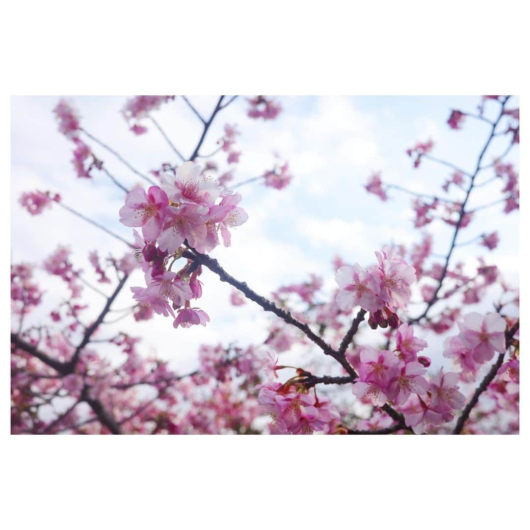 高垣麗子さんのインスタグラム写真 - (高垣麗子Instagram)「* さくらが本日15歳を迎えました🌸🐕  桜が満開の季節に静岡で出会い、わが家にやってきて15年の月日が経ったんですね𓂃𓂃  さくらは赤ちゃんだったし、私もまだ20代で若かった  数々の濃い時間を共にしてきて、思い返せばどんな時でも隣に居てくれたよね  まだまだ元気だ！と思える日もあれば、大丈夫かな...？？と心配になる日もある  名前を呼んでもリアクションが無かったり片脚がお水の器に入っていても気がついていなかったり... 以前とは違うさくらだけど、そんな姿も愛おしくてたまらないです😌  食事制限の為birthday cakeは無いけれど🌸桜と記念写真を撮りました  これからも宜しくね！  * #柴犬 #さくら #shibainu  #sakura #mylove  #birthday」2月15日 22時19分 - reikotakagaki