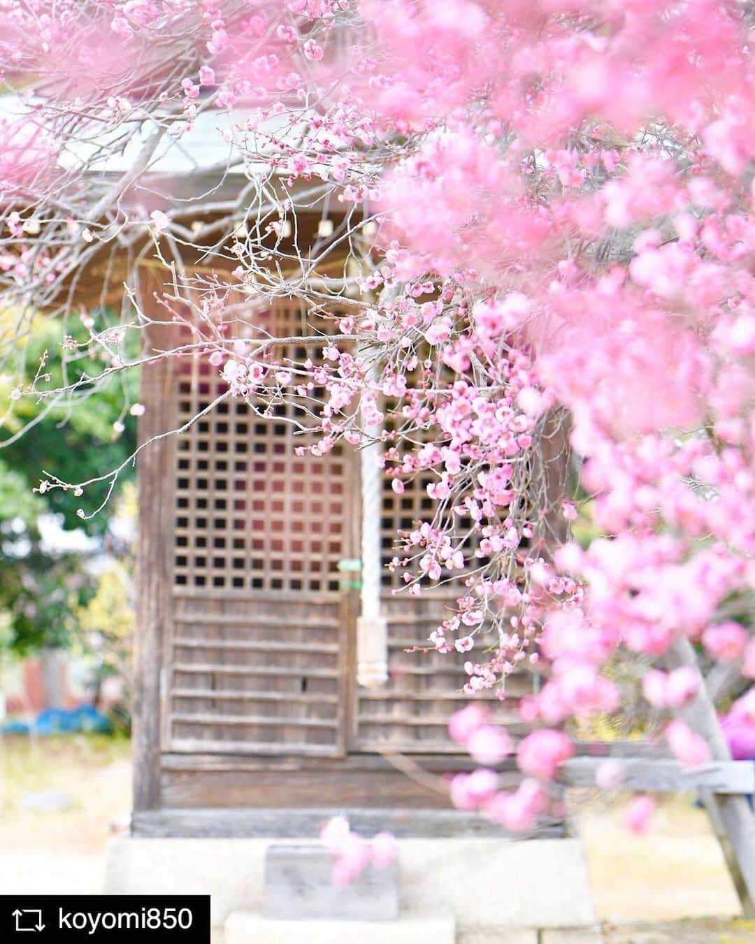 兵庫県さんのインスタグラム写真 - (兵庫県Instagram)「兵庫県公式インスタグラム『love_hyogo』です。  love_hyogoでは皆さんが #lovehyogo のハッシュタグを付けて投稿していただいた写真を紹介させていただきます。  本日のピックアップは @koyomi850 さんのお写真です👑 ハッシュタグをつけての投稿ありがとうございます🙏  写真は、明石市にある『御厨神社』での一枚です📷✨ Spring are coming gradually to Mikuriya Shrine in Akashi City.  愛らしいピンク色の紅梅が境内を甘い香りで包み、春の訪れを知らせてくれています🌸🌸🌸  平安時代に菅原道真が太宰府へ向かう途中に立ち寄り、休息を取ったとされる御厨神社⛩ 1月の厳しい冷え込みのため開花が遅れていたそうですが、2月に入りようやく見頃を迎えたそうです✨😊  兵庫にまつわる投稿は#lovehyogo のハッシュタグをお願いします👈　  −−−−−−−−−−−−−−−−−−−−−−−−−−−−−−−−−−−−−−−−−−−−−−−−−−−− 兵庫県では、新型コロナウイルス感染拡大を予防する『ひょうごスタイル』（📍3密（密閉、密集、密接）の回避📍身体的距離の確保📍マスクの着用等）の推進のご協力をお願いしています。 −−−−−−−−−−−−−−−−−−−−−−−−−−−−−−−−−−−−−−−−−−−−−−−−−−−−  #兵庫県#兵庫 #japan #hyogo #lovehyogo #love_hyogo #photooftheday #followme #instagood #photography #picoftheday #happy #scenery #shintoshrine #plumblossom #紅梅 #御厨神社 #明石市 #フォトジェニック #自慢したい兵庫の景色」2月15日 15時15分 - love_hyogo