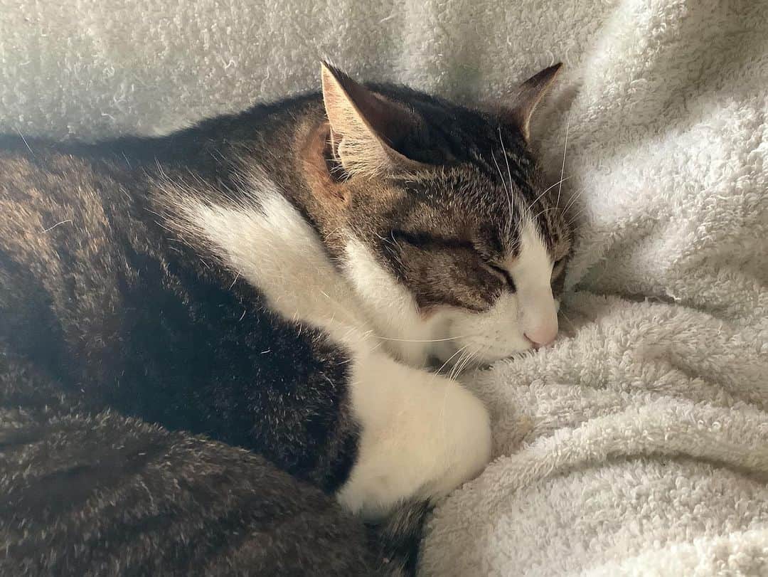 lululukululuのインスタグラム：「うちの子　kululu🐈 膝の上で熟睡💤 重い、、、んですけど💦 #ねこ#猫#ネコ#cat」