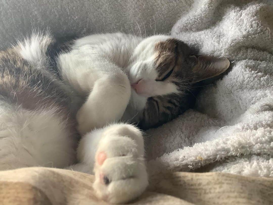 lululukululuさんのインスタグラム写真 - (lululukululuInstagram)「うちの子　kululu🐈 膝の上で熟睡💤 重い、、、んですけど💦 #ねこ#猫#ネコ#cat」2月15日 18時51分 - tajitajicat